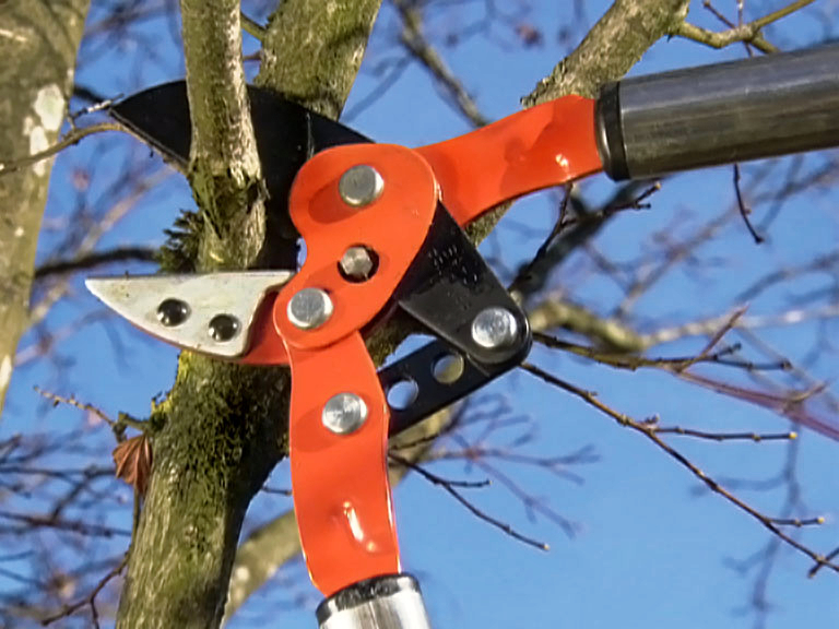 Obstbaum-Schnittkurs im Schwanen